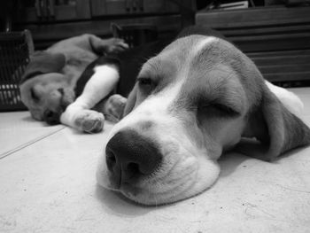 Close-up of dog sleeping indoors