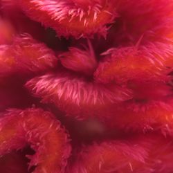 Extreme close up of pink flower