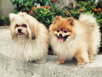 Close-up portrait of dogs