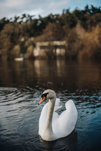 Swans swimming in lake