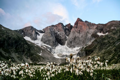 Close-up of white flowers growing against pyrenees