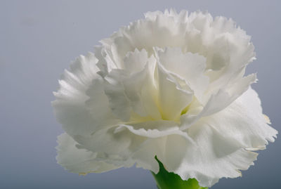 Close-up of flower against blurred background