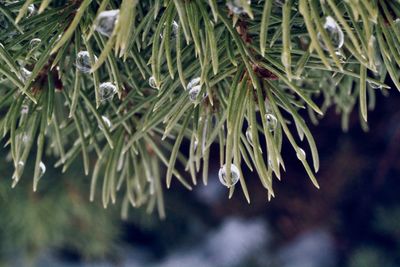 Close-up of raindrops on pine tree