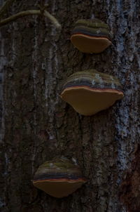 Close-up of tree trunk