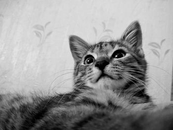 Close-up portrait of a cat