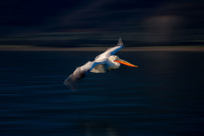 Close-up of bird flying over lake