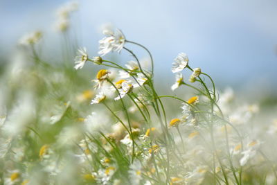 Close-up of flowers