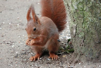 Close-up of squirrel