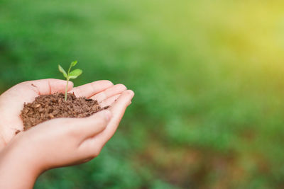 Close-up of hand holding plant