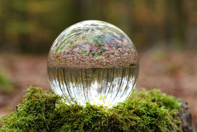 Close-up of crystal ball on tree