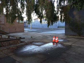 Trees by wet street