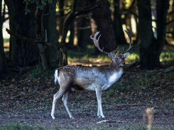 Side view of stag standing in forest