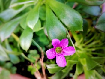 Close-up of pink flower blooming outdoors