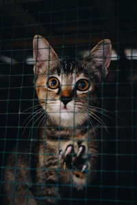 Close-up portrait of cat in cage