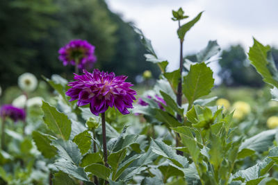 Close-up of purple flowering plant