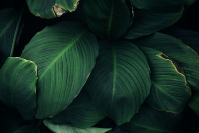 Full frame shot of green leaves