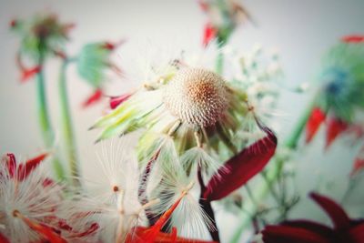 Close-up of wilted plant