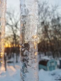 Close-up of icicles on tree during winter