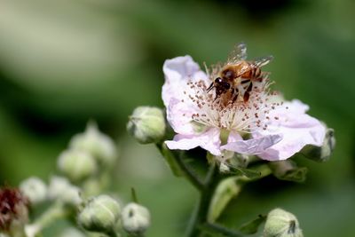 Close-up of bee pollinating on flower