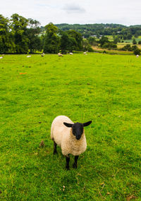 Cow grazing on field against sky