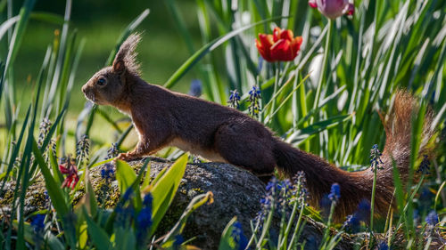 Close-up of  squirrel  on rock