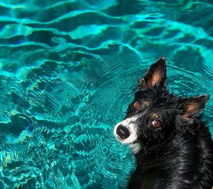 High angle view of dog swimming in pool