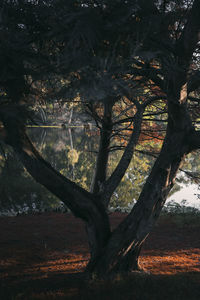 Trees on field in forest