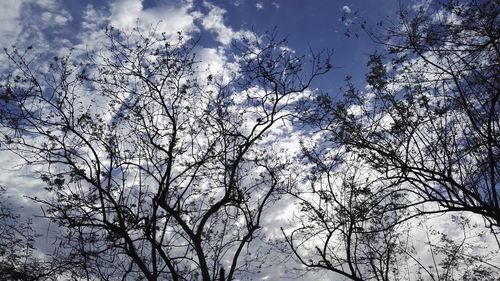 Low angle view of bare trees against sky