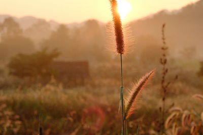 Close-up of fresh plants against sky during sunset