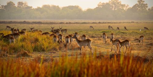 Flock of impala in a field