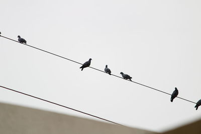 Low angle view of silhouette birds on cable against clear sky