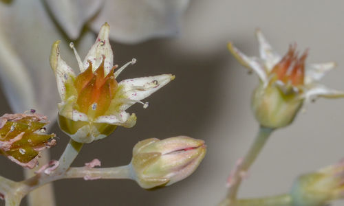 Close-up of white flowering plant