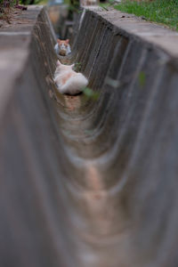 Close-up of cat