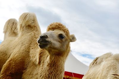 Close-up of sheep against sky