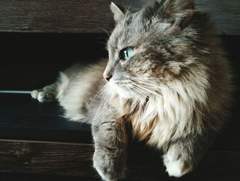 Close-up of cat on table