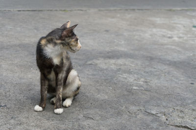 Cat sitting in a street