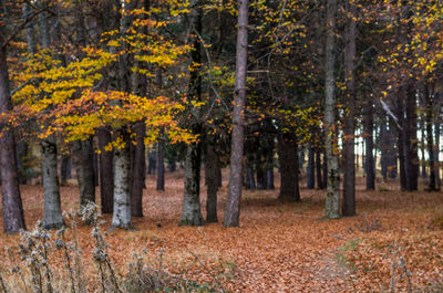 Trees in forest during autumn