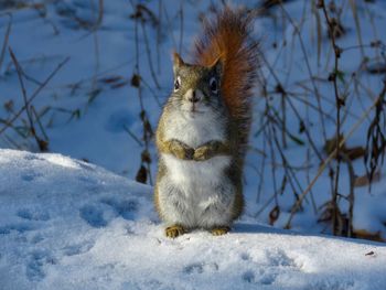 Close-up of squirrel on snow field