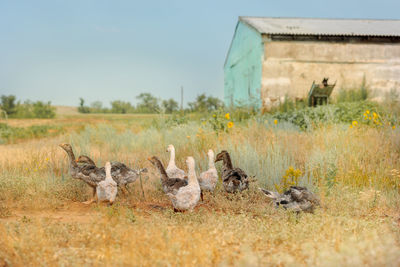 Countryside landscape with goslings in poultry yard on green grass. rural organic nature animals 