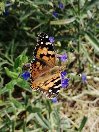 Close-up of butterfly pollinating on purple flower