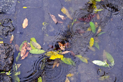 High angle view of turtle in puddle