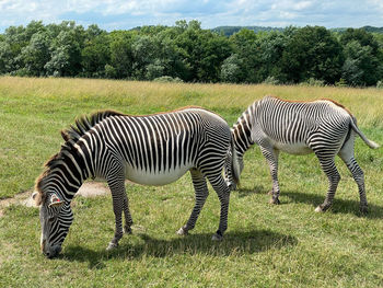 Zebra standing on field