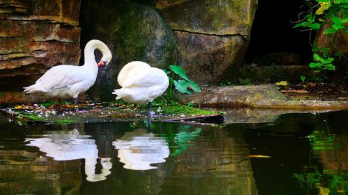 Birds in water