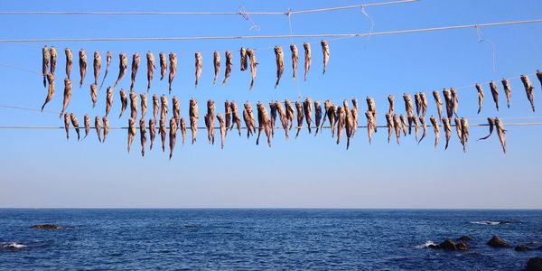 View of fish hanging from sea against clear sky