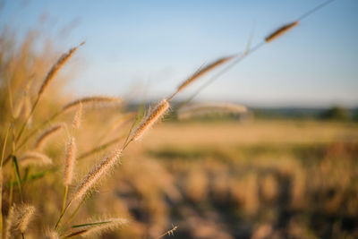 Close-up of stalks in field against sky
