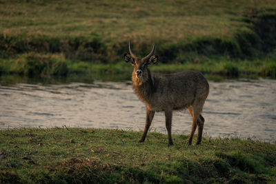 Deer standing on field