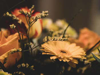 Close-up of flowering plant