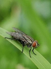 Close-up of fly on leaf