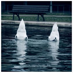 White swan swimming in lake