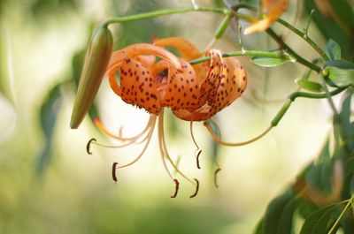 Close-up of orange lily